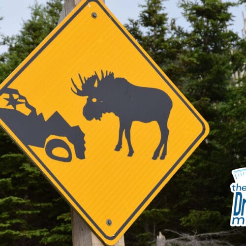 A Two-Moose Day