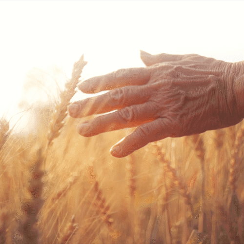 The Golden Years: The Sanctity of Senior Life