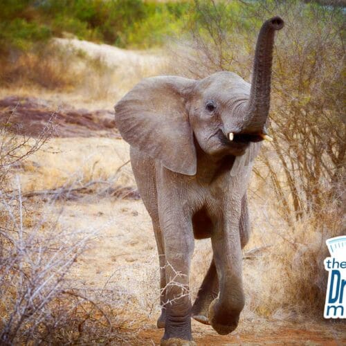 Of Elephants and Teenagers