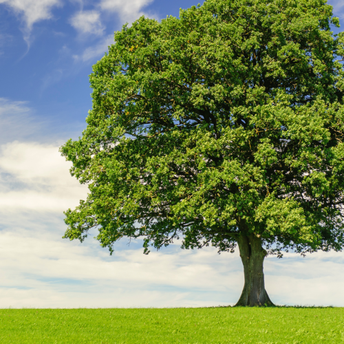 Defeating Dementia, Part 1