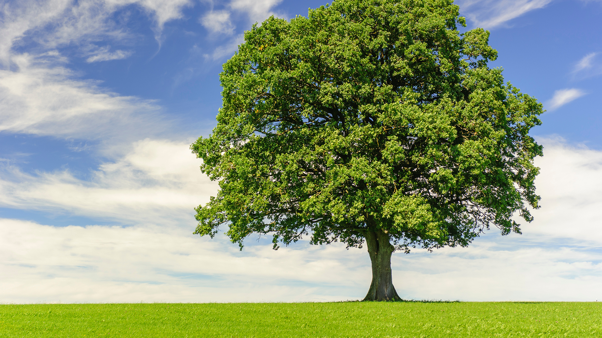 Defeating Dementia, Part 1
